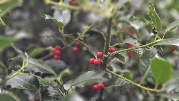 Adventsdienst, ds. Everts